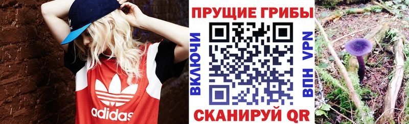 Купить где  Кимовск  Псилоцибиновые грибы Magic Shrooms 